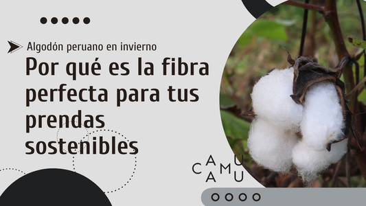 Algodón peruano en invierno: Por qué es la fibra perfecta para tus prendas sostenibles